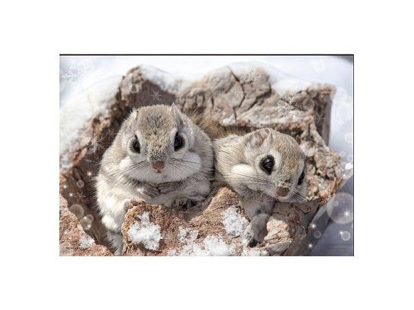 Jigsaw Puzzle: Warm and Cozy Ezo Flying Squirrel 300pcs (26 x 38cm)