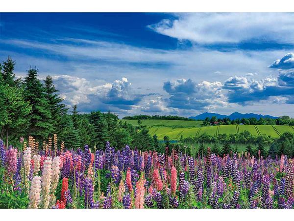 Jigsaw Puzzle: Kamifurano Where the Early Summer Breeze Passes (Hokkaido) 1000P (50 x 75cm)
